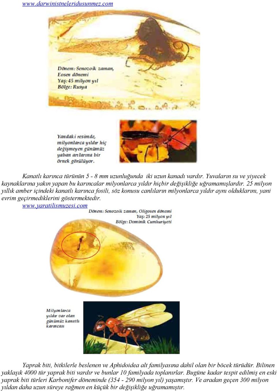 25 milyon yıllık amber içindeki kanatlı karınca fosili, söz konusu canlıların milyonlarca yıldır aynı olduklarını, yani evrim geçirmediklerini göstermektedir. www.yaratilismuzesi.