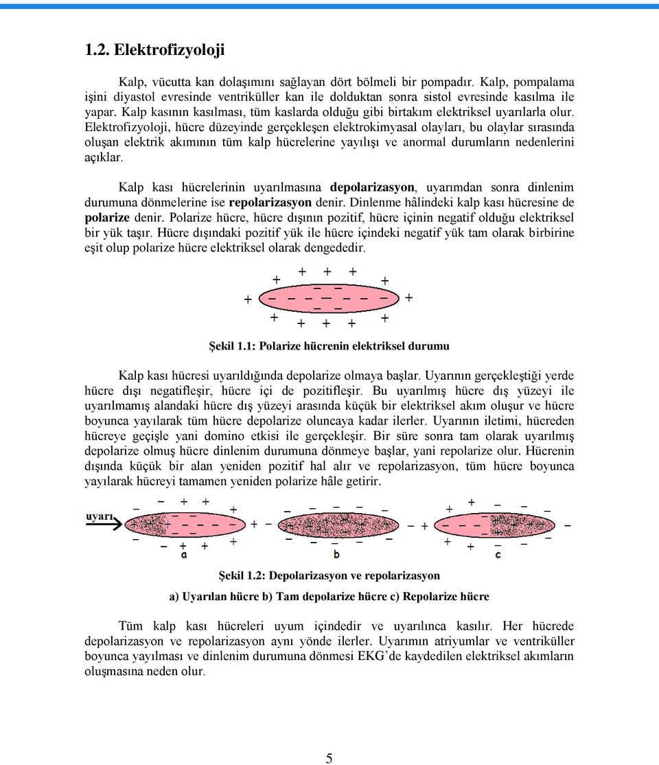 Elektrofizyoloji, hücre düzeyinde gerçekleşen elektrokimyasal olayları, bu olaylar sırasında oluşan elektrik akımının tüm kalp hücrelerine yayılışı ve anormal durumların nedenlerini açıklar.