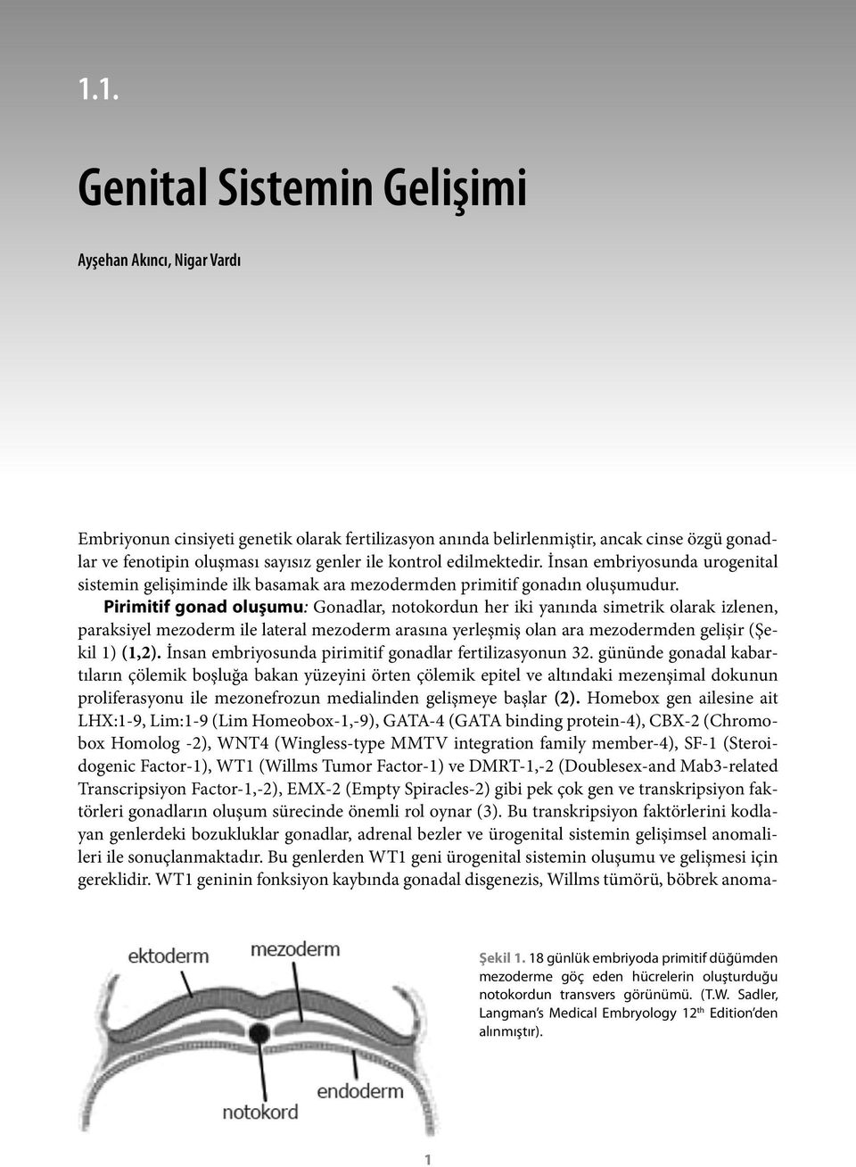 Pirimitif gonad oluşumu: Gonadlar, notokordun her iki yanında simetrik olarak izlenen, paraksiyel mezoderm ile lateral mezoderm arasına yerleşmiş olan ara mezodermden gelişir (Şekil 1) (1,2).