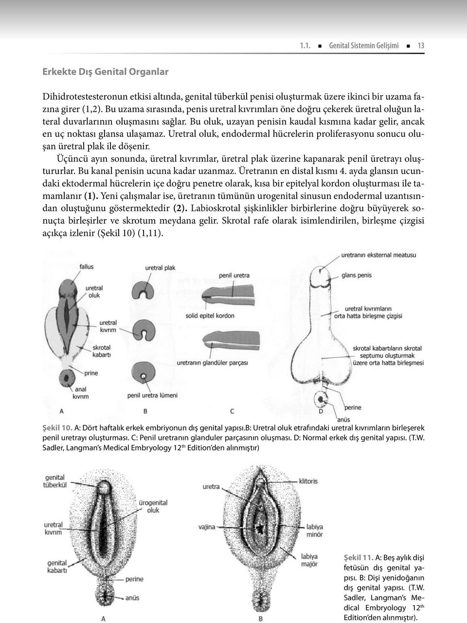 Bu oluk, uzayan penisin kaudal kısmına kadar gelir, ancak en uç noktası glansa ulaşamaz. Uretral oluk, endodermal hücrelerin proliferasyonu sonucu oluşan üretral plak ile döşenir.