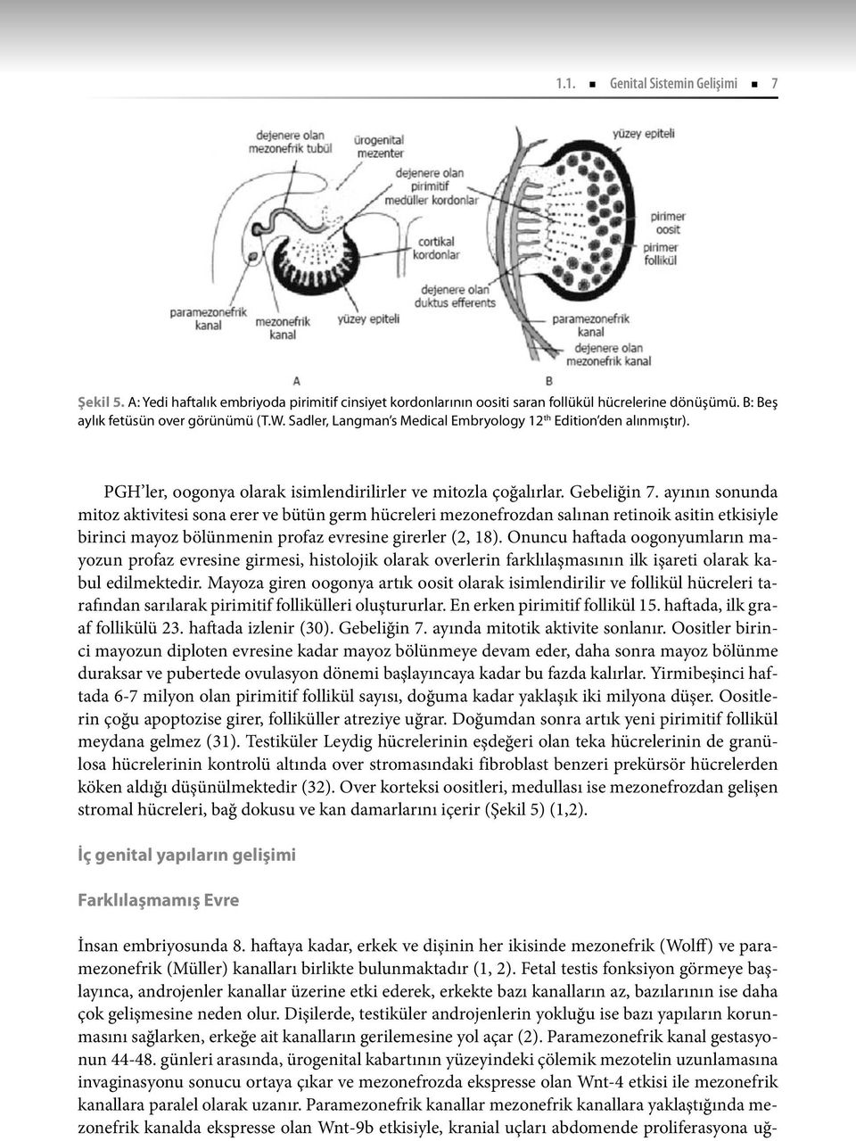 ayının sonunda mitoz aktivitesi sona erer ve bütün germ hücreleri mezonefrozdan salınan retinoik asitin etkisiyle birinci mayoz bölünmenin profaz evresine girerler (2, 18).