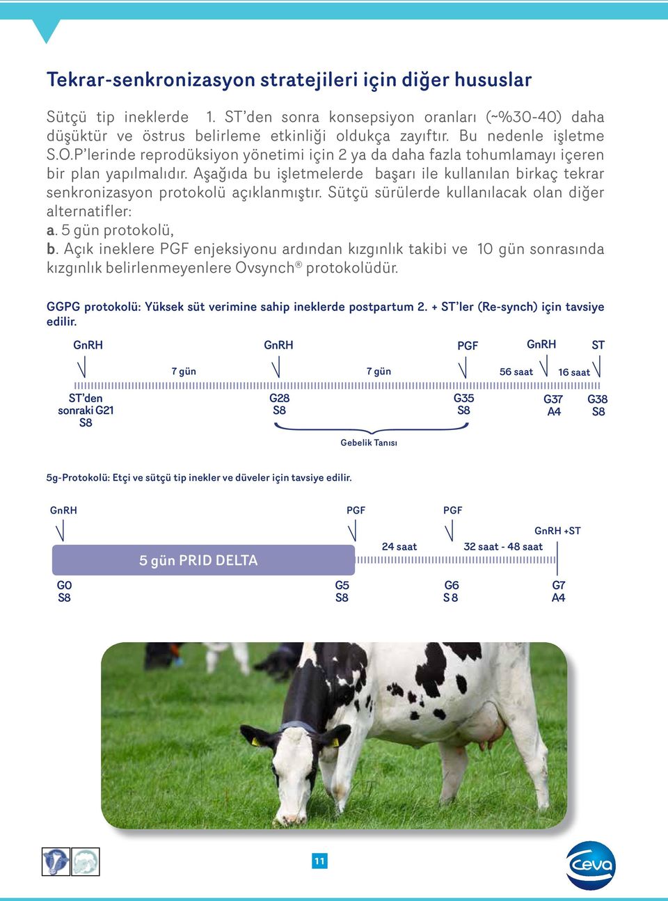 Aşağıda bu işletmelerde başarı ile kullanılan birkaç tekrar senkronizasyon protokolü açıklanmıştır. Sütçü sürülerde kullanılacak olan diğer alternatifler: a. 5 gün protokolü, b.