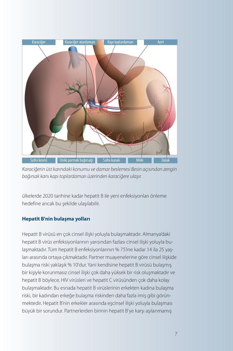 Hepatit B'nin bulaşma yolları Hepatit B virüsü en çok cinsel ilişki yoluyla bulaşmaktadır. Almanya daki hepatit B virüs enfeksiyonlarının yarısından fazlası cinsel ilişki yoluyla bulaşmaktadır.