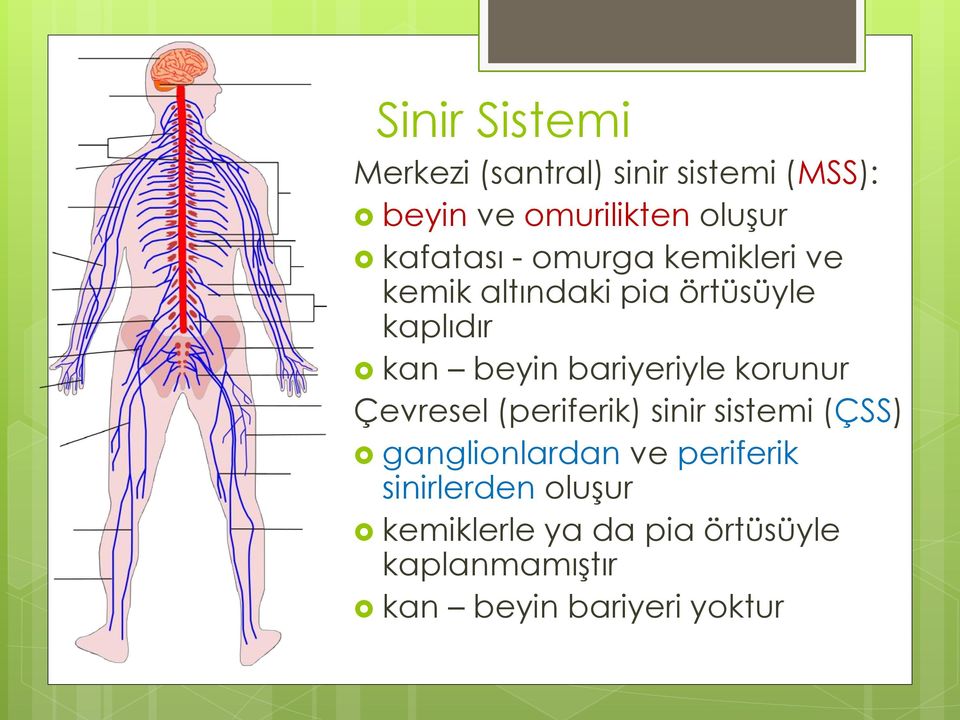 bariyeriyle korunur Çevresel (periferik) sinir sistemi (ÇSS) ganglionlardan ve