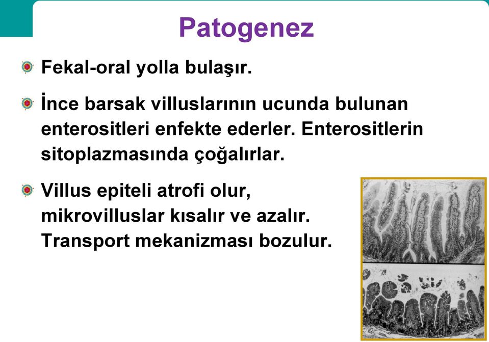 enfekte ederler. Enterositlerin sitoplazmasında çoğalırlar.