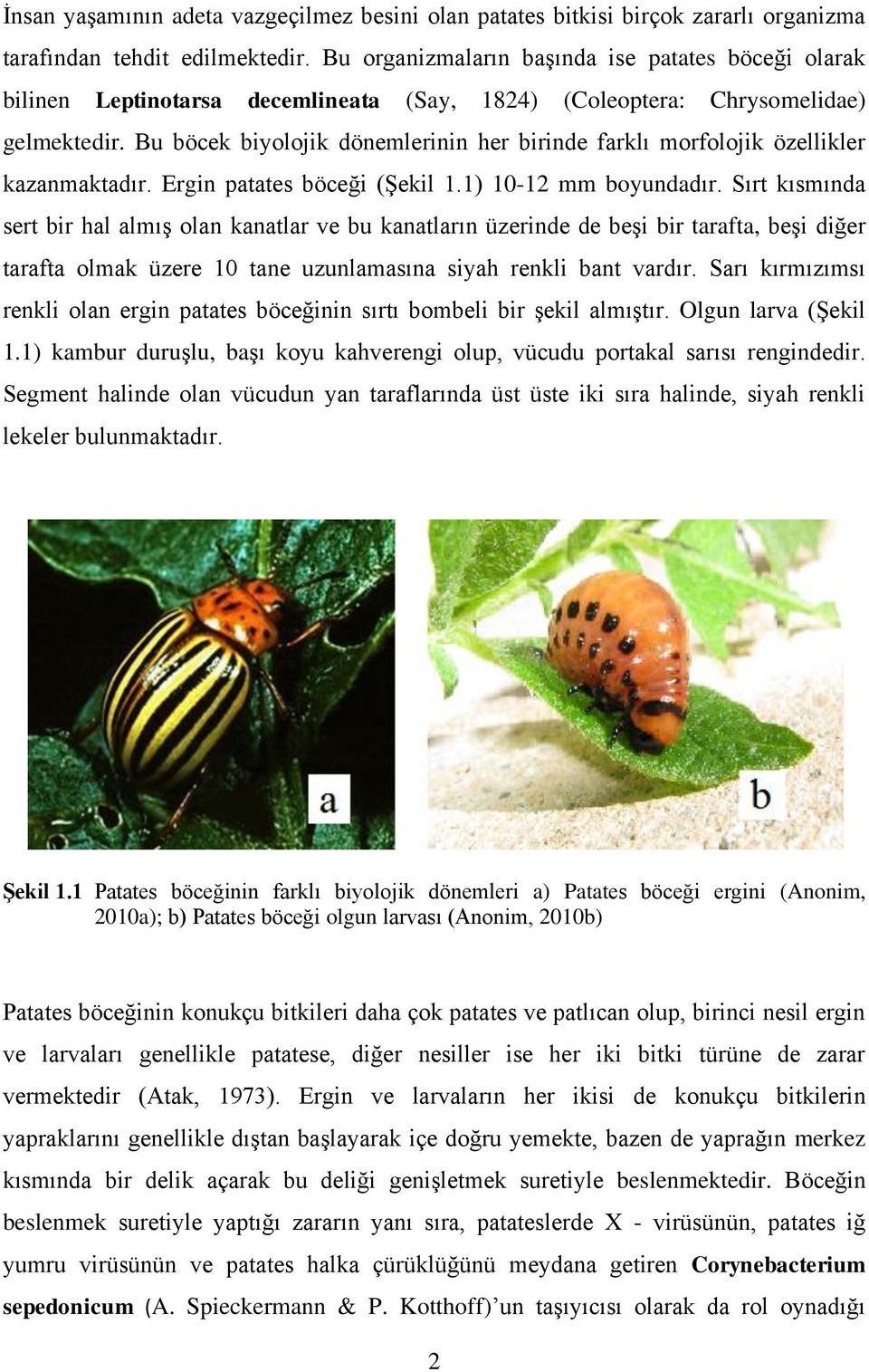Bu böcek biyolojik dönemlerinin her birinde farklı morfolojik özellikler kazanmaktadır. Ergin patates böceği (Şekil 1.1) 10-12 mm boyundadır.