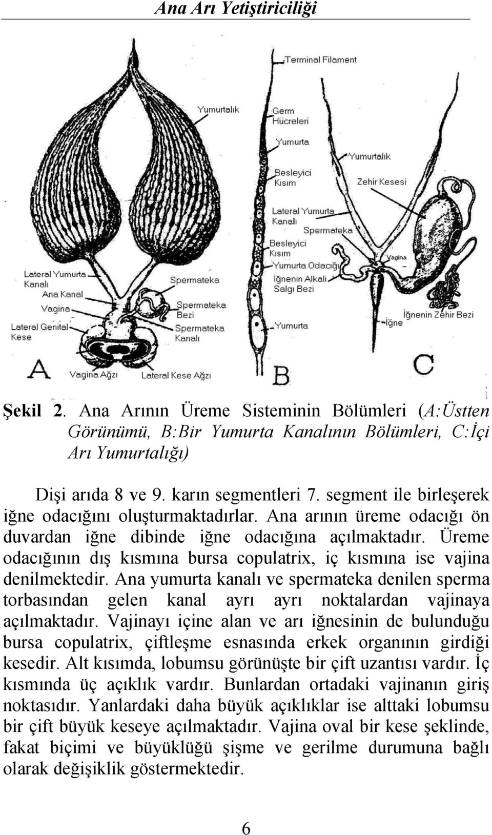 Üreme odacığının dış kısmına bursa copulatrix, iç kısmına ise vajina denilmektedir. Ana yumurta kanalı ve spermateka denilen sperma torbasından gelen kanal ayrı ayrı noktalardan vajinaya açılmaktadır.