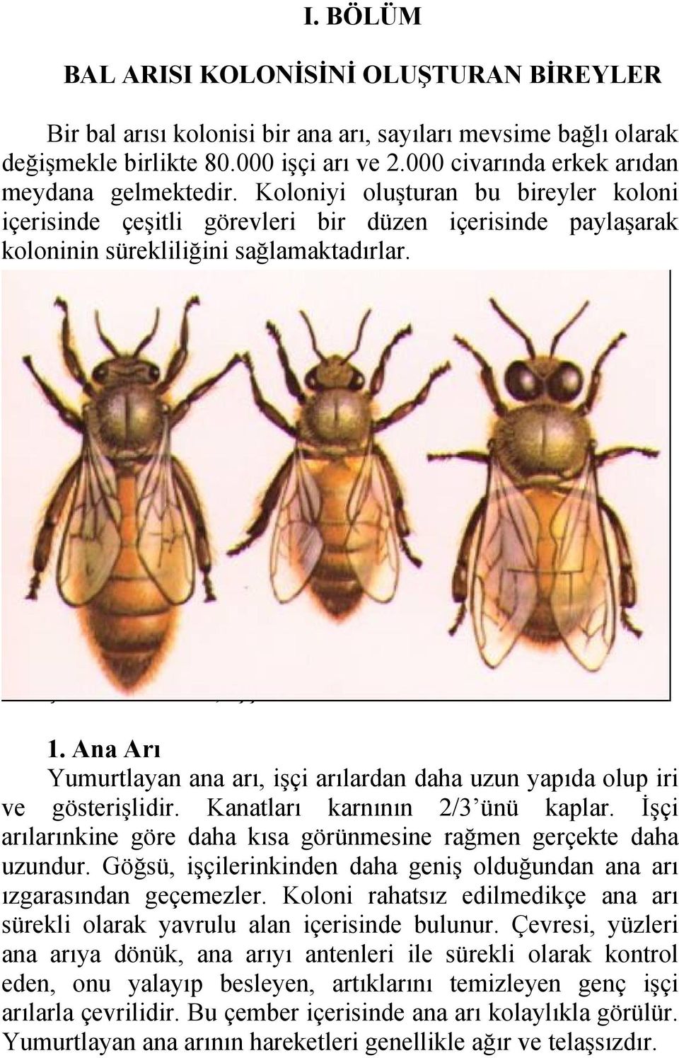 Ana Arı, İşçi Arı ve Erkek Arının Görünümü 1. Ana Arı Yumurtlayan ana arı, işçi arılardan daha uzun yapıda olup iri ve gösterişlidir. Kanatları karnının 2/3 ünü kaplar.