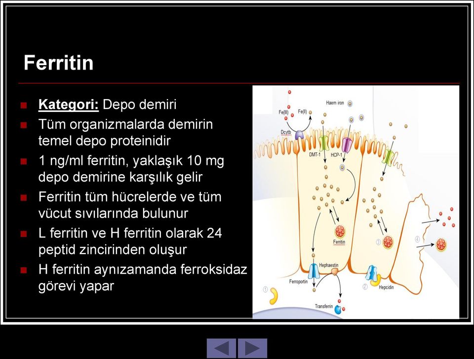 Ferritin tüm hücrelerde ve tüm vücut sıvılarında bulunur L ferritin ve H