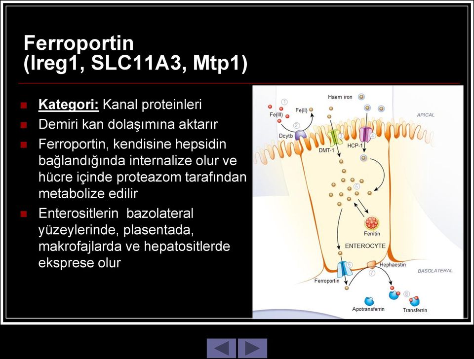 olur ve hücre içinde proteazom tarafından metabolize edilir Enterositlerin