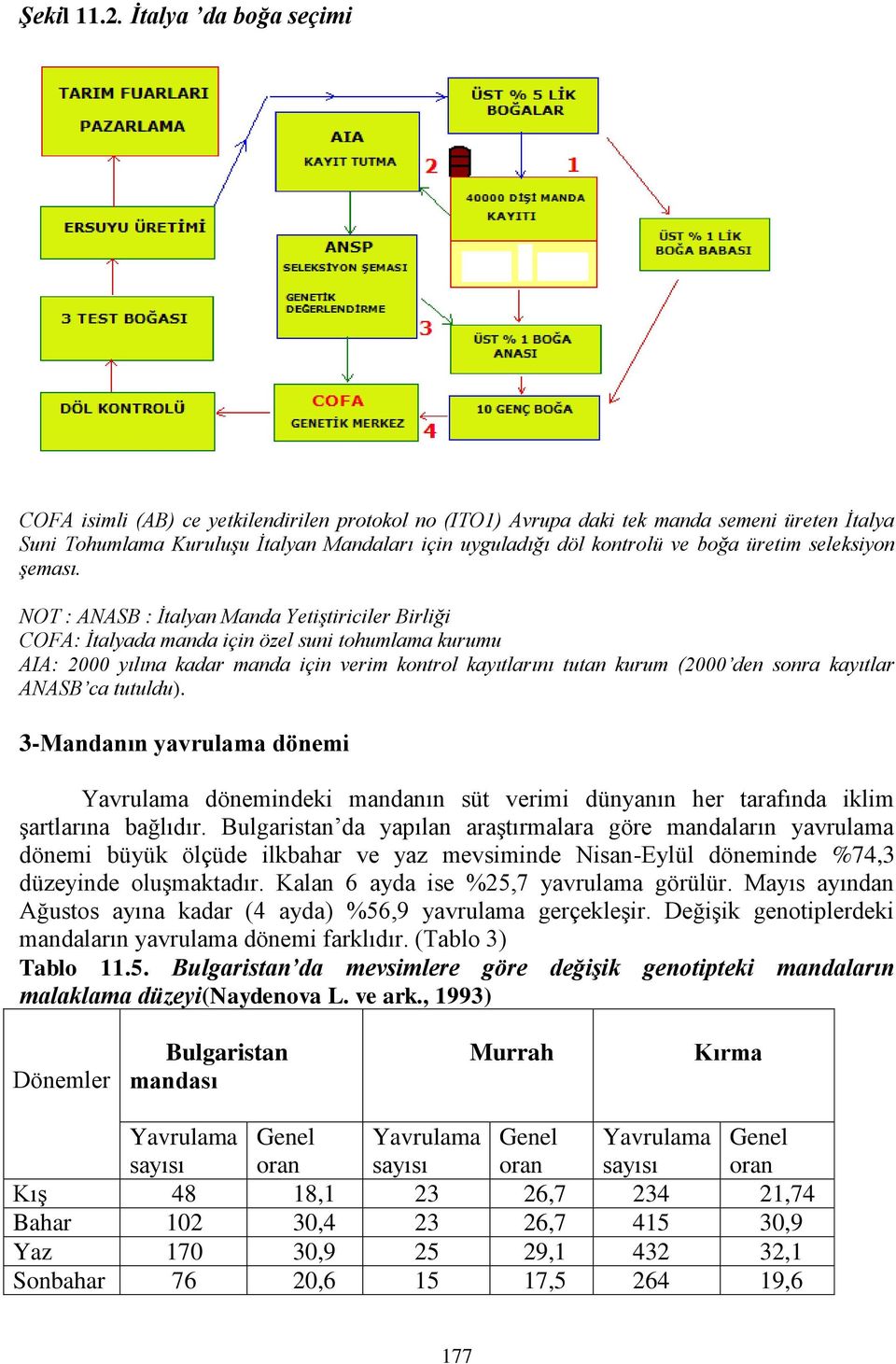 üretim seleksiyon şeması.