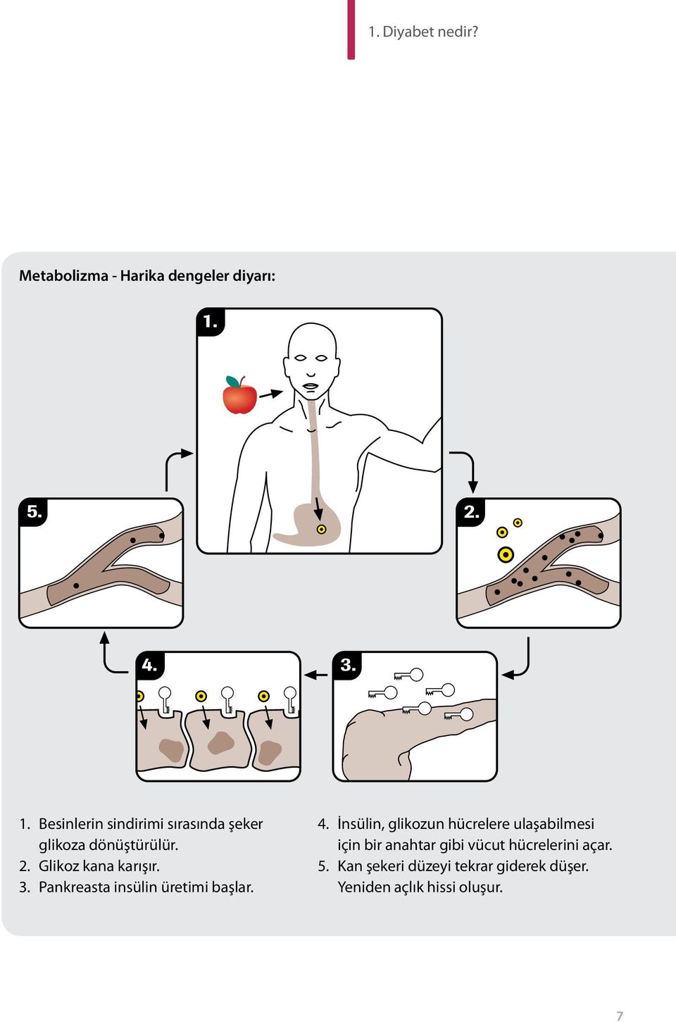 3. Pankreasta insülin üretimi başlar. 4.