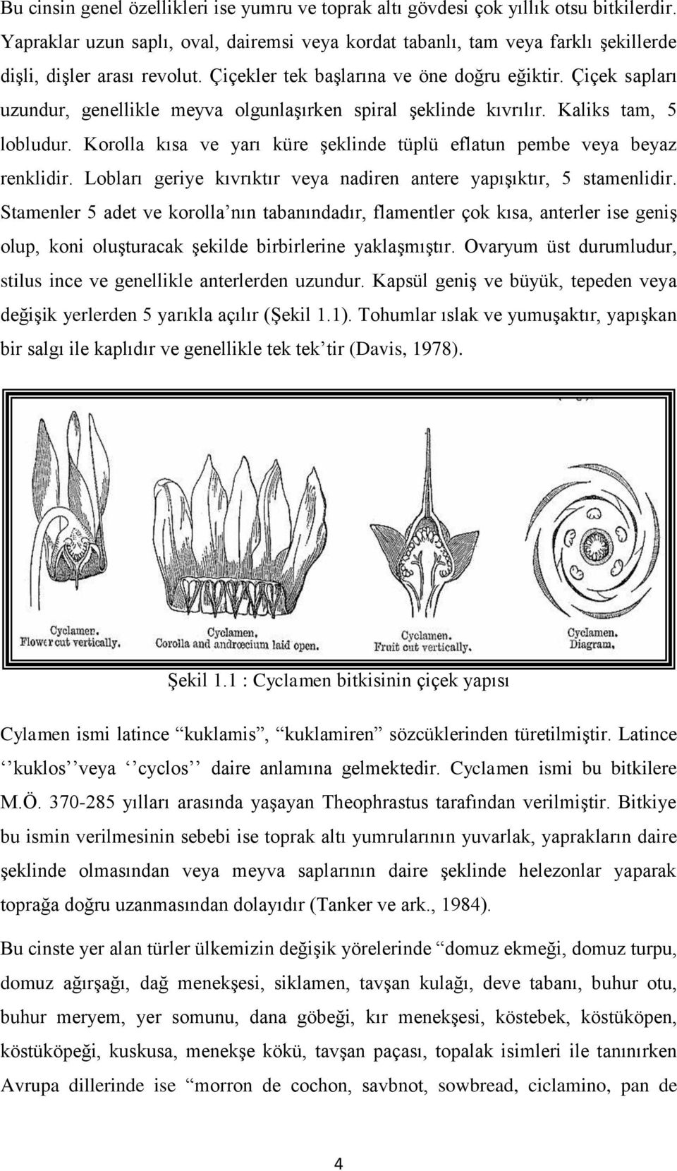 Çiçek sapları uzundur, genellikle meyva olgunlaşırken spiral şeklinde kıvrılır. Kaliks tam, 5 lobludur. Korolla kısa ve yarı küre şeklinde tüplü eflatun pembe veya beyaz renklidir.