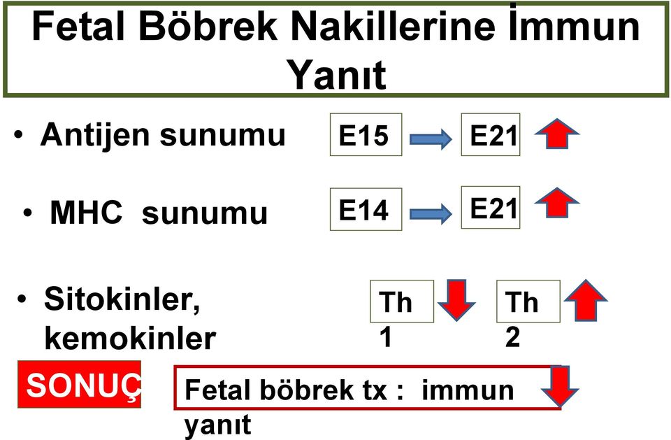 E14 E21 Sitokinler, kemokinler