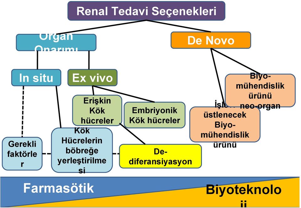 yerleştirilme si Farmasötik Embriyonik Kök hücreler Dediferansiyasyon