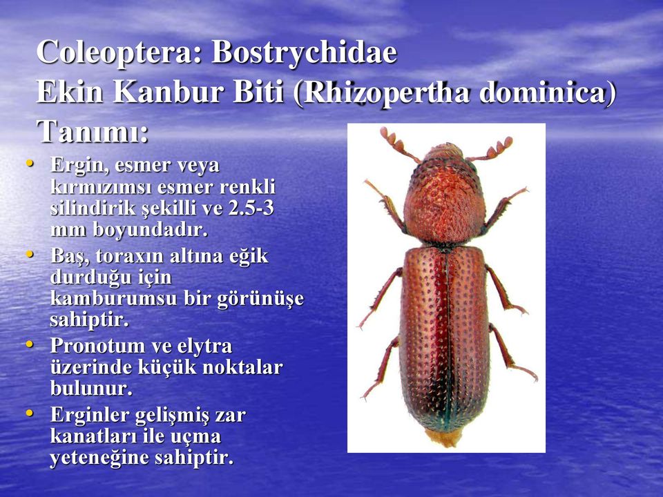 Baş, toraxın altına eğik durduğu için kamburumsu bir görünüşe sahiptir.