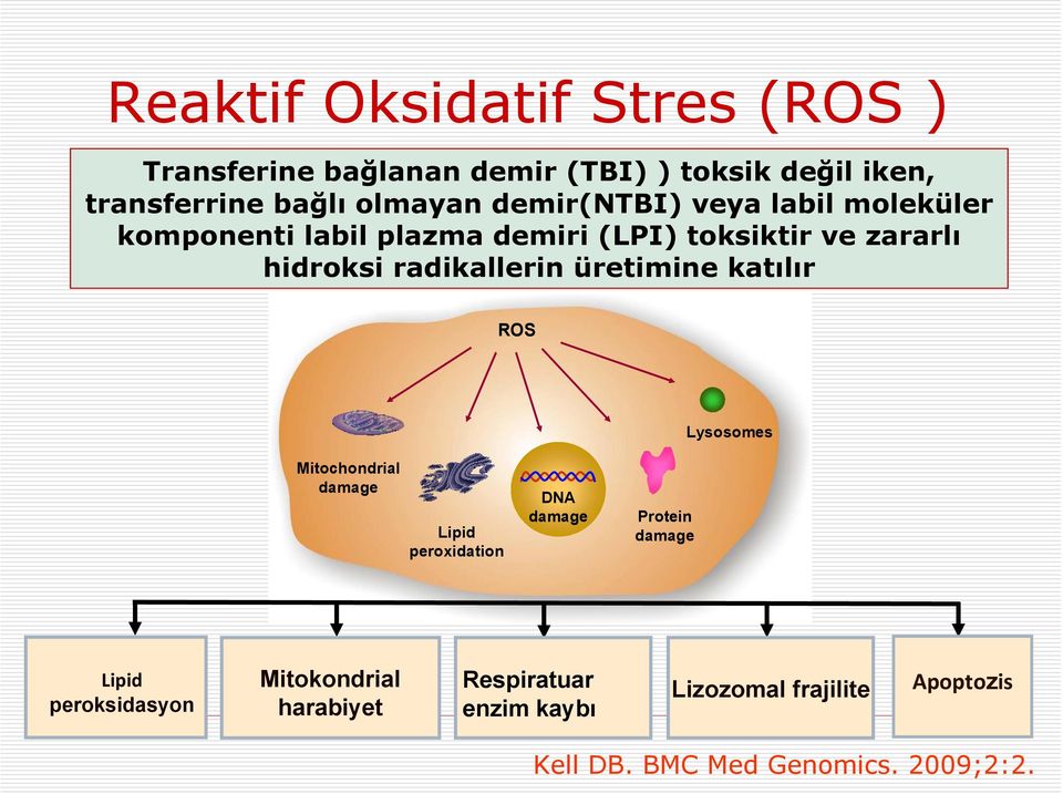 üretimine katılır ROS Lysosomes Mitochondrial damage Lipid peroxidation DNA damage Protein damage Lipid