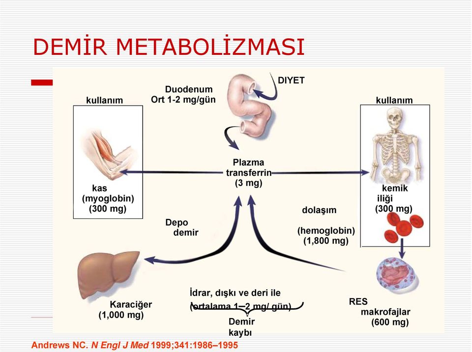 (1,800 mg) kemik iliği (300 mg) İdrar, dışkı ve deri ile Karaciğer (ortalama 1 2