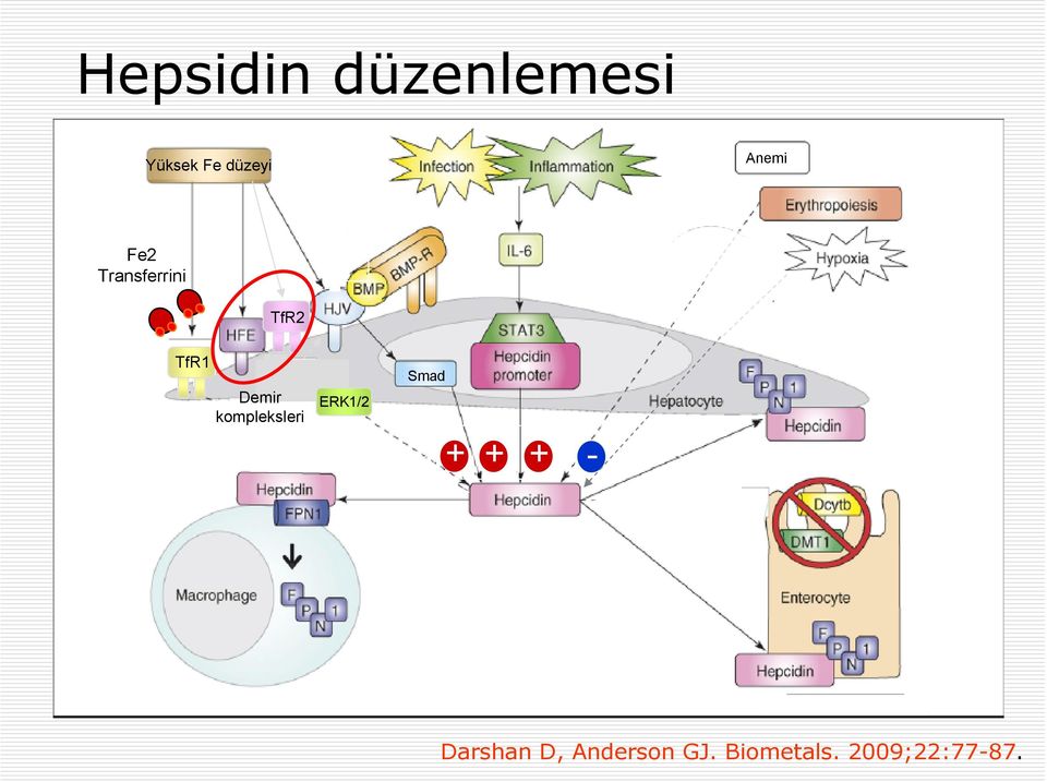 protein. TMPRRS6= transmembrane serine protease 6, matriptase-2.