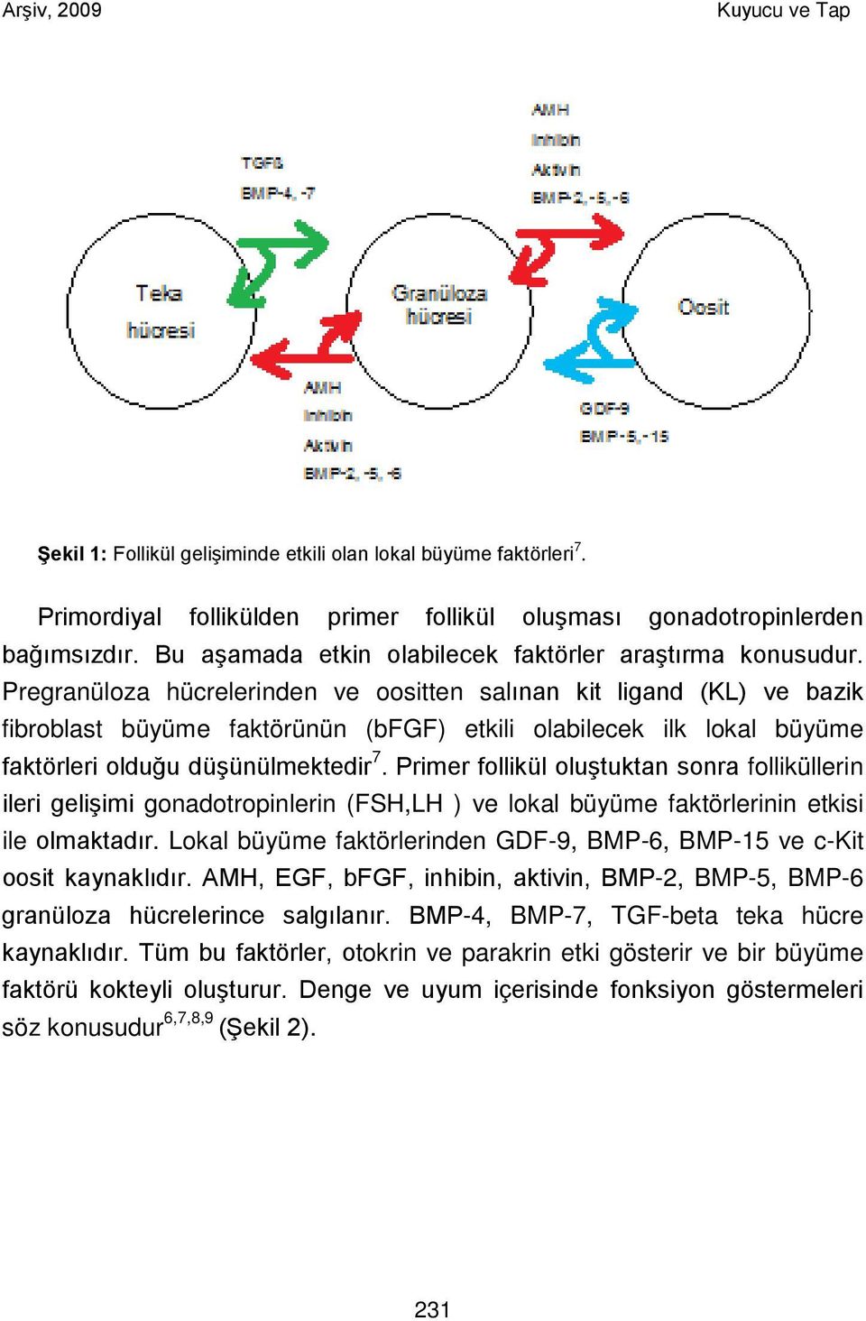 Pregranüloza hücrelerinden ve oositten salınan kit ligand (KL) ve bazik fibroblast büyüme faktörünün (bfgf) etkili olabilecek ilk lokal büyüme faktörleri olduğu düşünülmektedir 7.