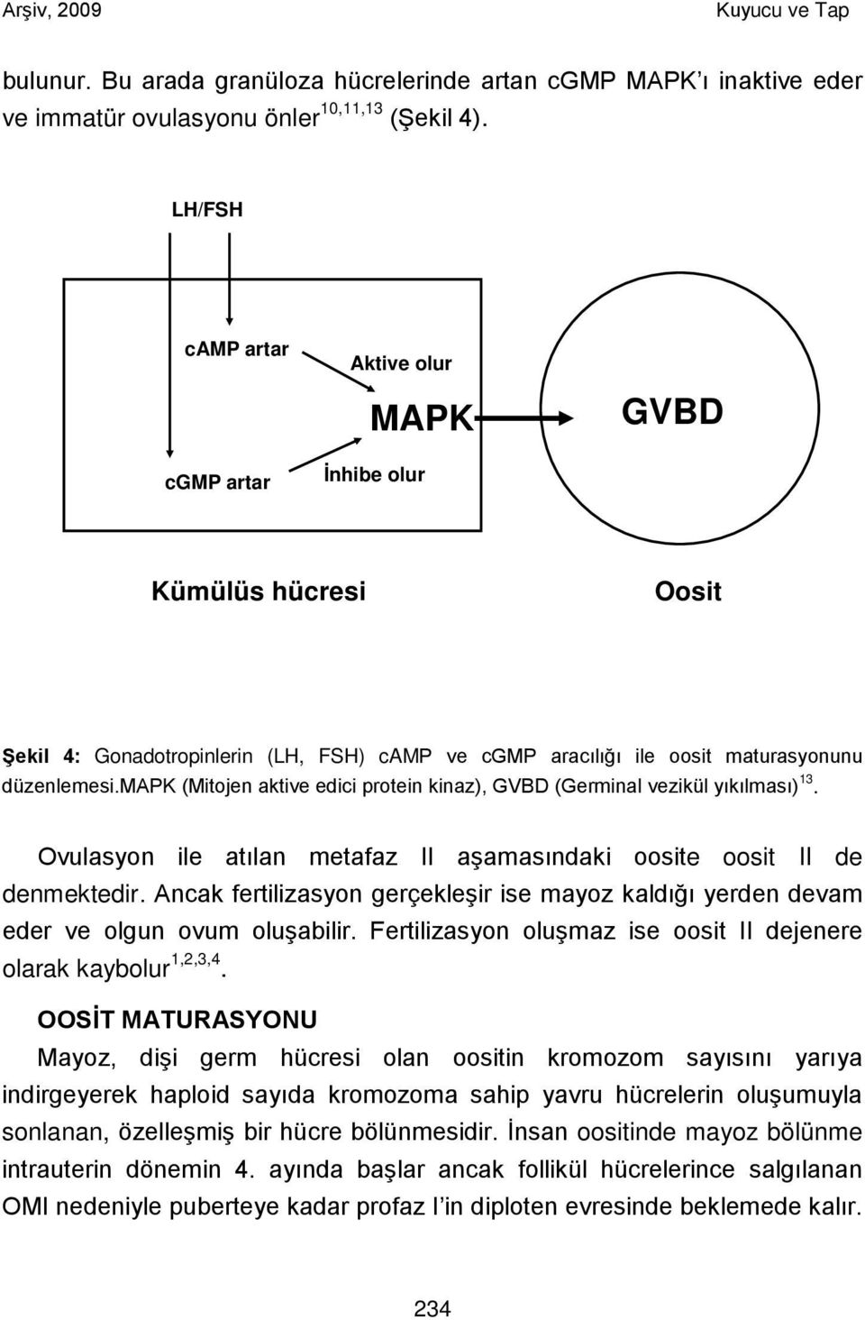 mapk (Mitojen aktive edici protein kinaz), GVBD (Germinal vezikül yıkılması) 13. Ovulasyon ile atılan metafaz II aşamasındaki oosite oosit II de denmektedir.