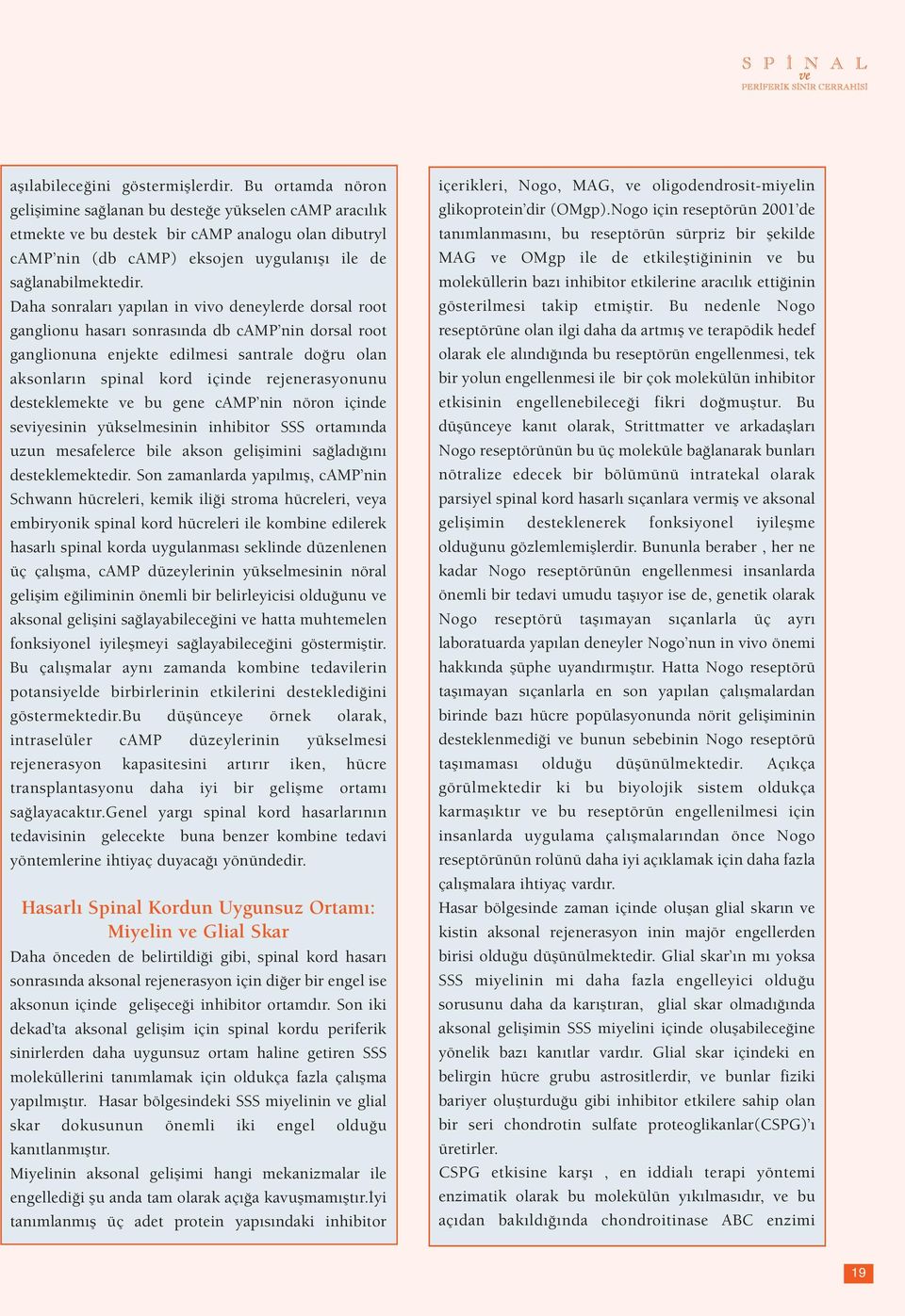 Daha sonraları yapılan in vivo deneylerde dorsal root ganglionu hasarı sonrasında db camp nin dorsal root ganglionuna enjekte edilmesi santrale doğru olan aksonların spinal kord içinde