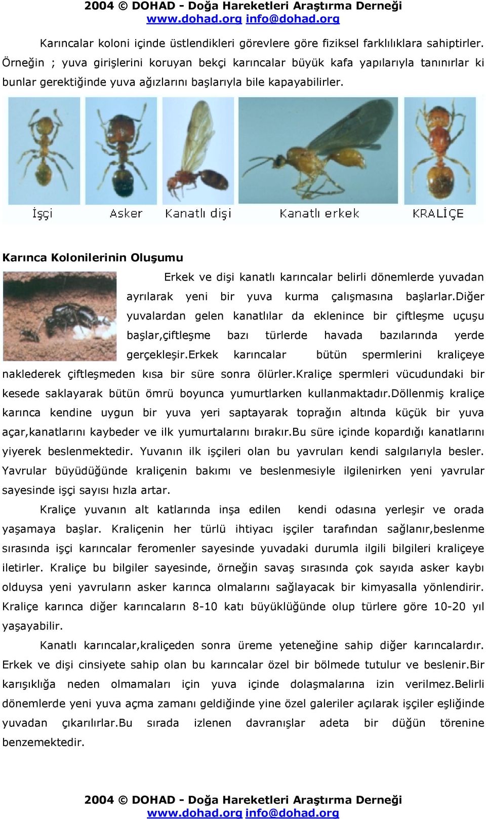 Karınca Kolonilerinin Oluşumu Erkek ve dişi kanatlı karıncalar belirli dönemlerde yuvadan ayrılarak yeni bir yuva kurma çalışmasına başlarlar.