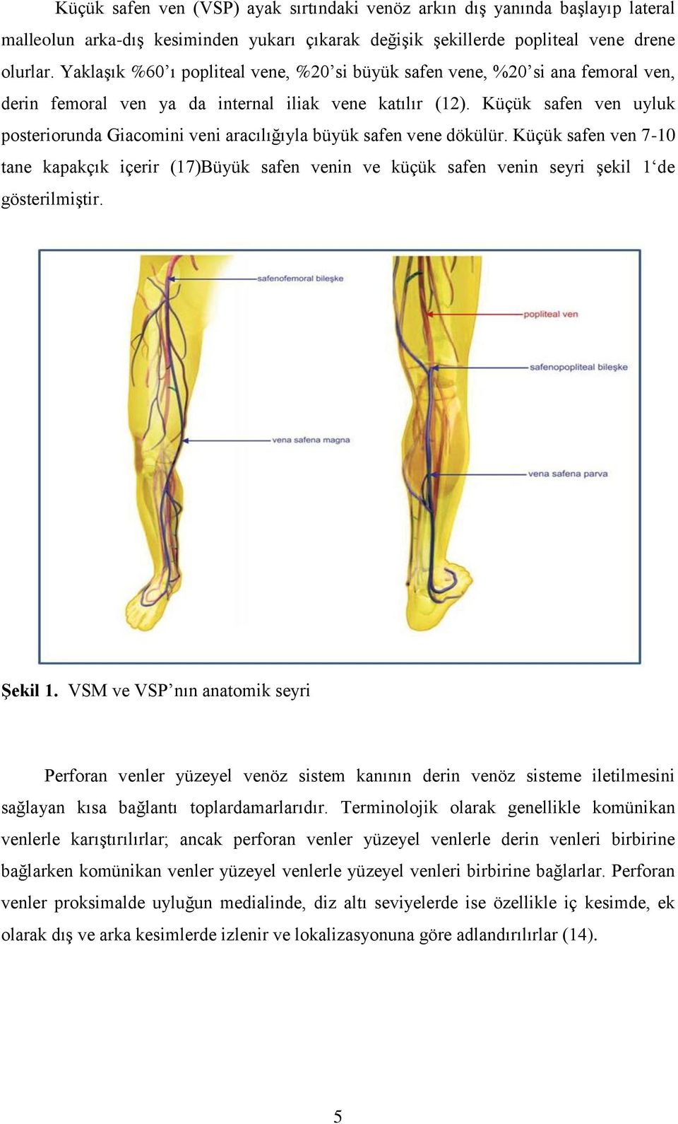 Küçük safen ven uyluk posteriorunda Giacomini veni aracılığıyla büyük safen vene dökülür.