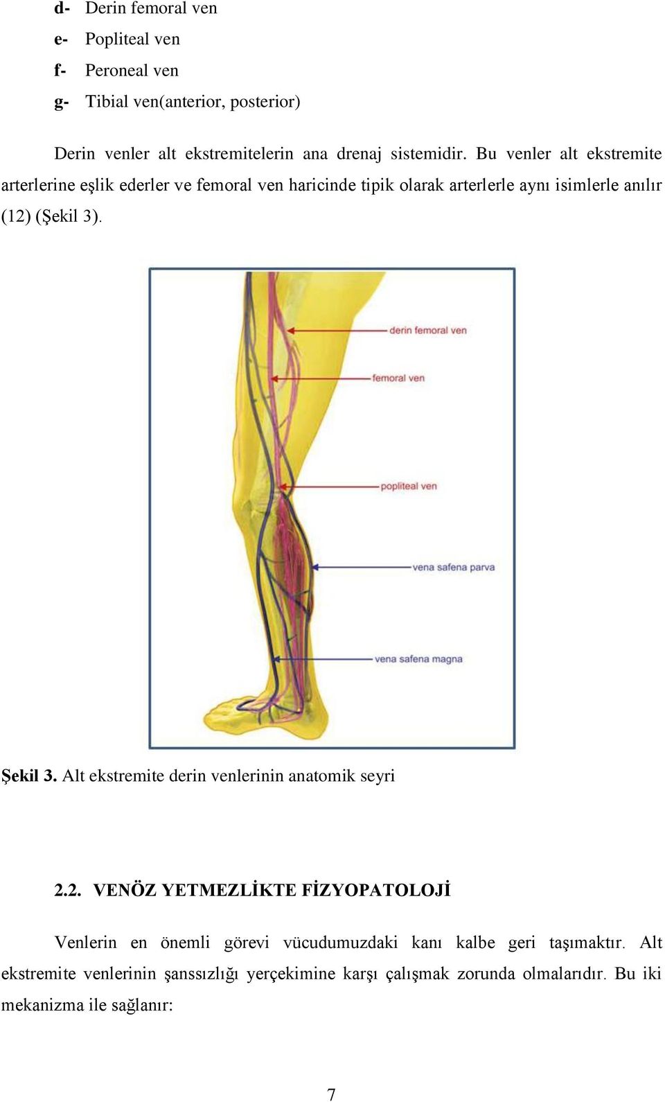 Bu venler alt ekstremite arterlerine eşlik ederler ve femoral ven haricinde tipik olarak arterlerle aynı isimlerle anılır (12) (Şekil 3).