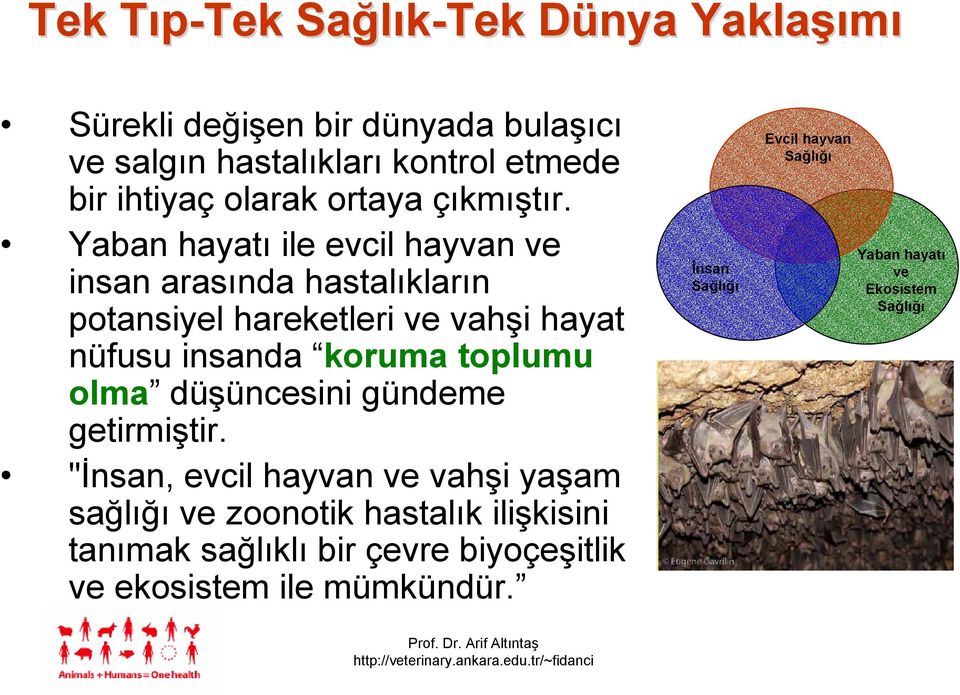 Yaban hayatı ile evcil hayvan ve insan arasında hastalıkların potansiyel hareketleri ve vahşi hayat nüfusu insanda koruma toplumu