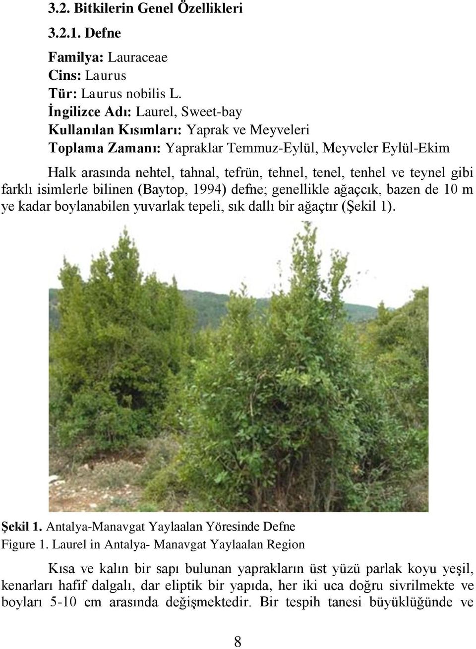 teynel gibi farklı isimlerle bilinen (Baytop, 1994) defne; genellikle ağaçcık, bazen de 10 m ye kadar boylanabilen yuvarlak tepeli, sık dallı bir ağaçtır (ġekil 1). ġekil 1.