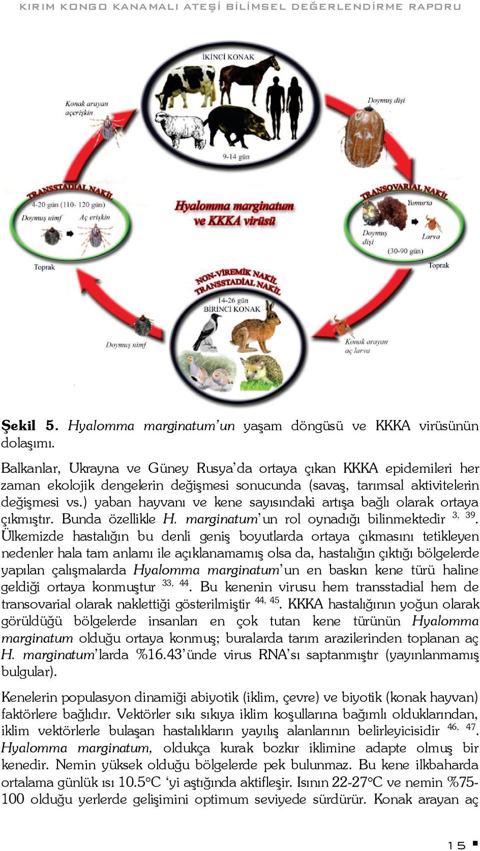 ) yaban hayvanı ve kene sayısındaki artışa bağlı olarak ortaya çıkmıştır. Bunda özellikle H. marginatum un rol oynadığı bilinmektedir 3, 39.