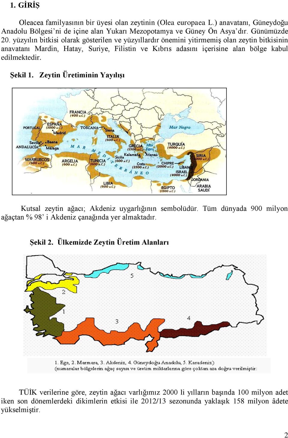 Şekil 1. Zeytin Üretiminin Yayılışı Kutsal zeytin ağacı; Akdeniz uygarlığının sembolüdür. Tüm dünyada 900 milyon ağaçtan % 98 i Akdeniz çanağında yer almaktadır. Şekil 2.