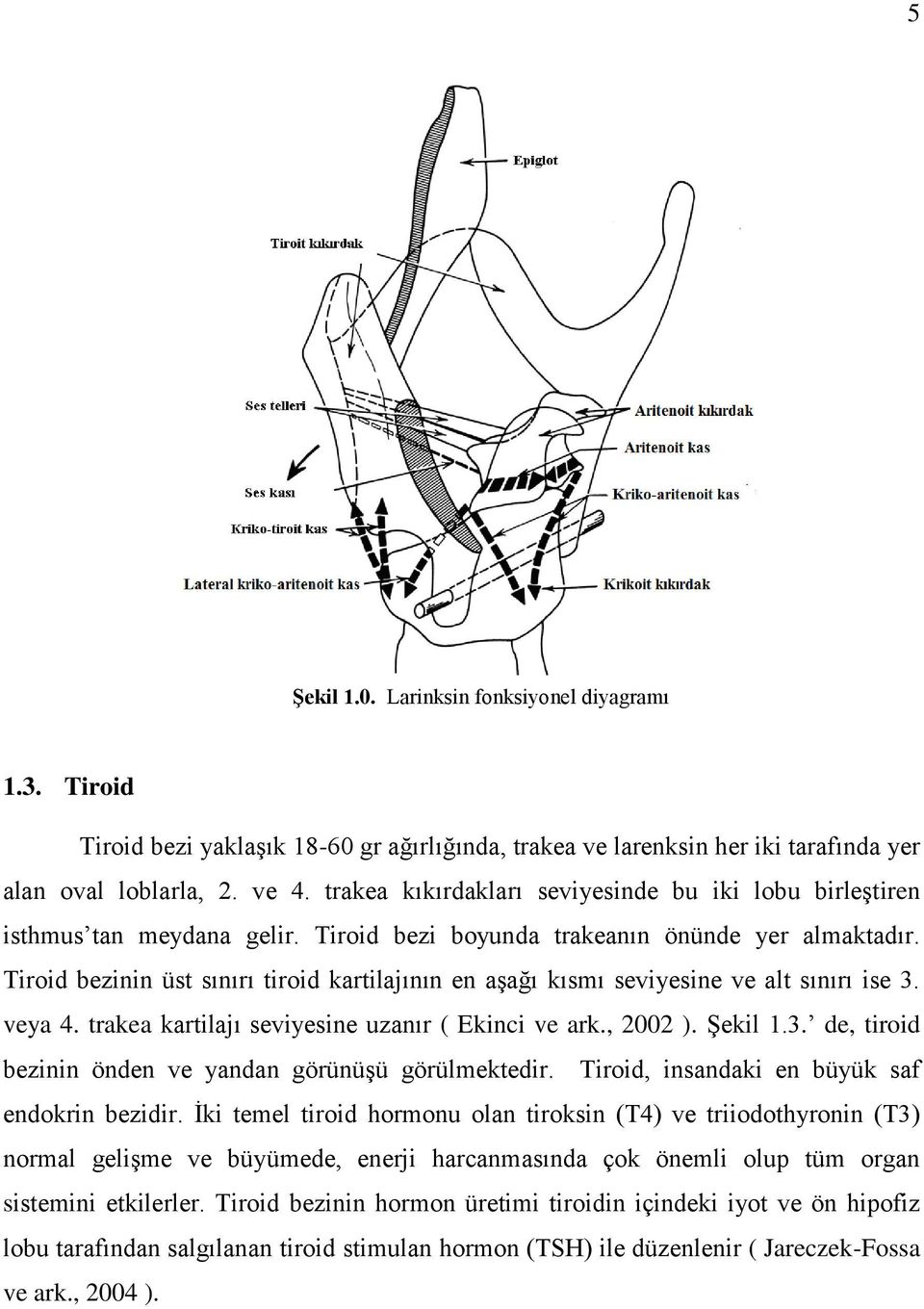 Tiroid bezinin üst sınırı tiroid kartilajının en aşağı kısmı seviyesine ve alt sınırı ise 3. veya 4. trakea kartilajı seviyesine uzanır ( Ekinci ve ark., 2002 ). Şekil 1.3. de, tiroid bezinin önden ve yandan görünüşü görülmektedir.