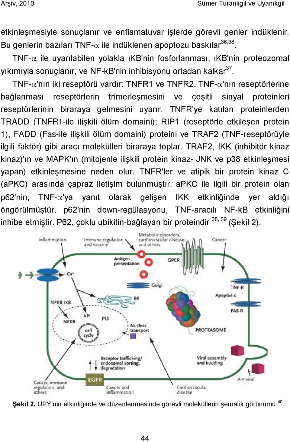 TNF-α'nın reseptörlerine bağlanması reseptörlerin trimerleşmesini ve çeşitli sinyal proteinleri reseptörlerinin biraraya gelmesini uyarır.