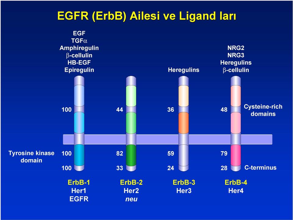 100 44 36 48 Cysteine-rich domains Tyrosine kinase domain 100 100 82 33