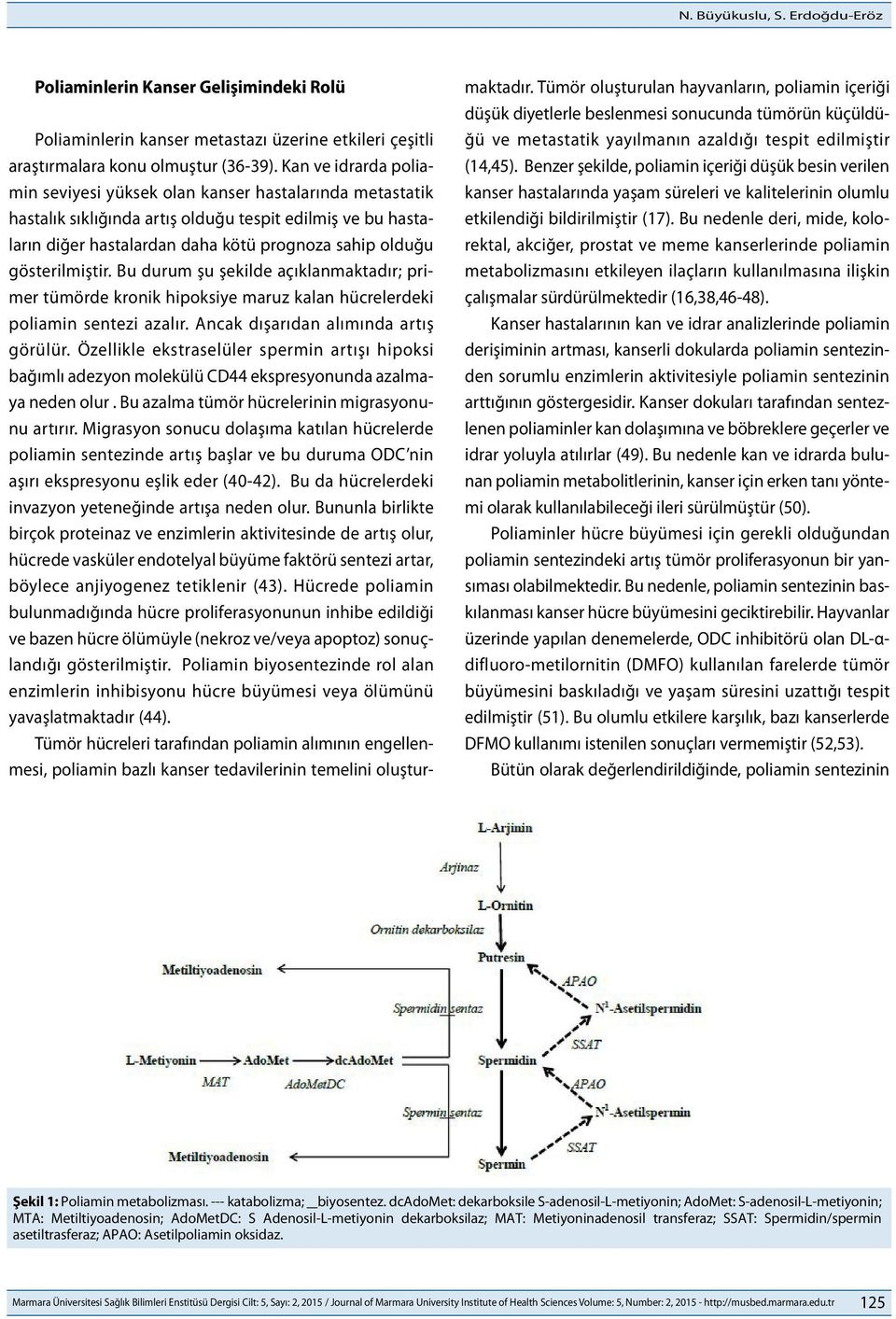 gösterilmiştir. Bu durum şu şekilde açıklanmaktadır; primer tümörde kronik hipoksiye maruz kalan hücrelerdeki poliamin sentezi azalır. Ancak dışarıdan alımında artış görülür.