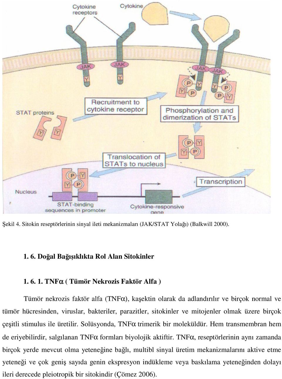 6. 1. TNFα ( Tümör Nekrozis Faktör Alfa ) Tümör nekrozis faktör alfa (TNFα), kaşektin olarak da adlandırılır ve birçok normal ve tümör hücresinden, viruslar, bakteriler, parazitler, sitokinler ve