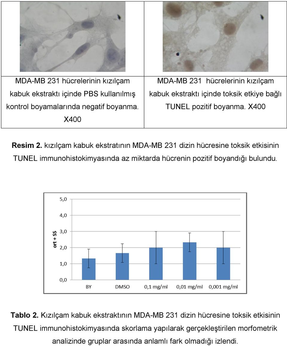 kızılçam kabuk ekstratının MDA-MB 231 dizin hücresine toksik etkisinin TUNEL immunohistokimyasında az miktarda hücrenin pozitif boyandığı bulundu.