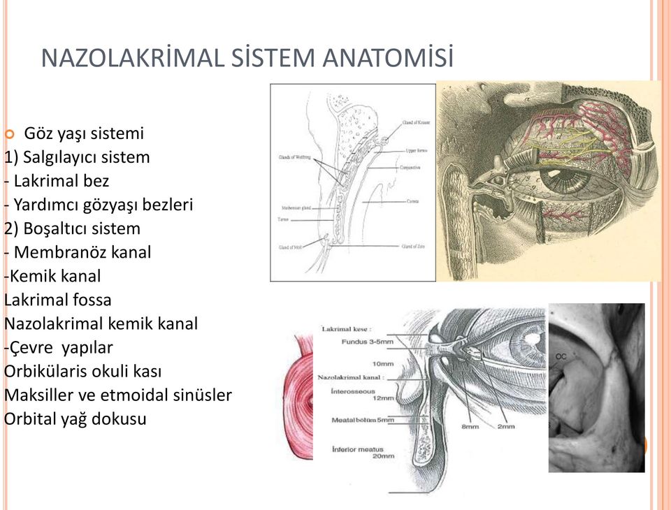 kanal -Kemik kanal Lakrimal fossa Nazolakrimal kemik kanal -Çevre