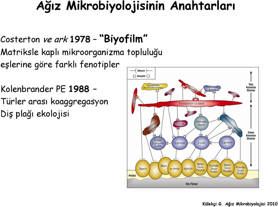 topluluğu eşlerine göre farklı fenotipler