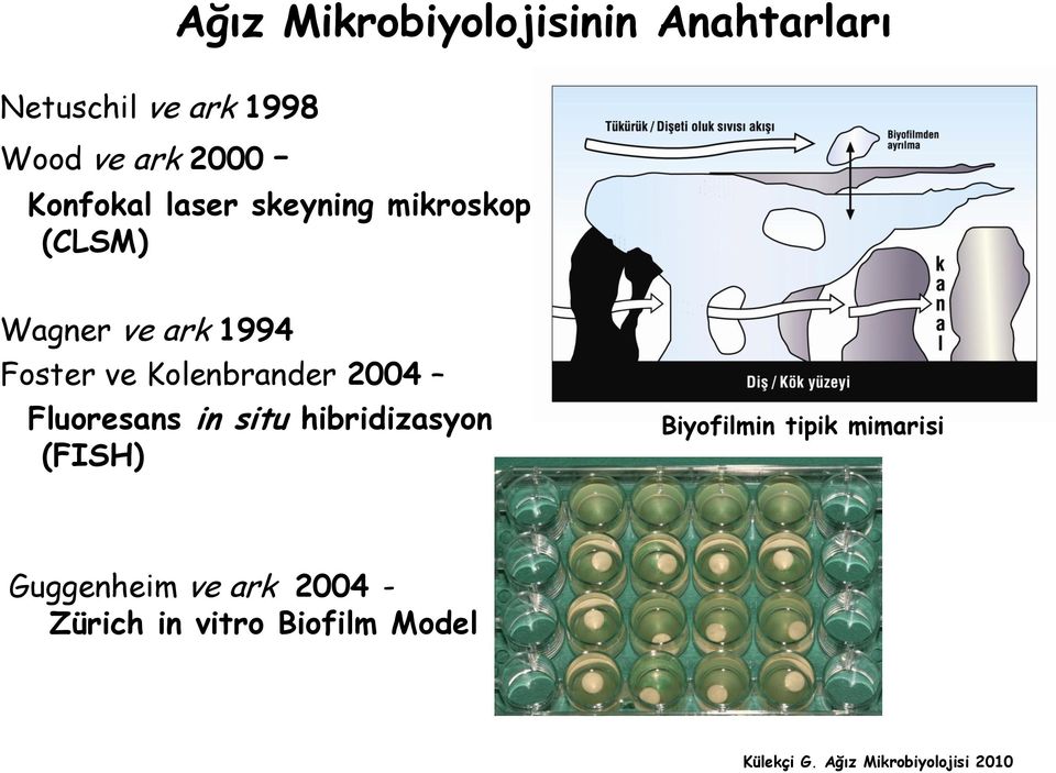 Foster ve Kolenbrander 2004 Fluoresans in situ hibridizasyon (FISH)