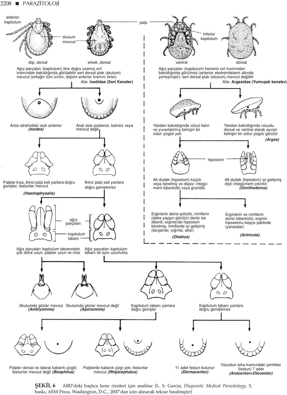 ekstremitelerin alt nda yerleflmifltir): sert dorsal plak (skutum) mevcut de ildir Aile: Argasidae (Yumuflak keneler) Anüs etraf ndaki oluk anterior (Ixodes) Anal oluk posterior, belirsiz veya mevcut