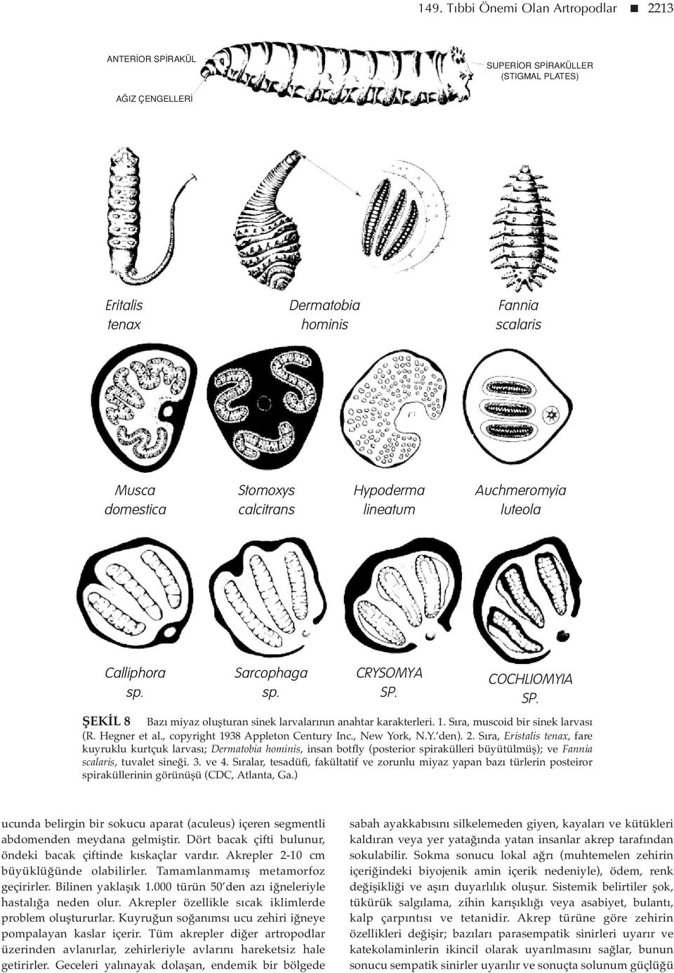 Sıra, muscoid bir sinek larvası (R. Hegner et al., copyright 1938 Appleton Century Inc., New York, N.Y. den). 2.