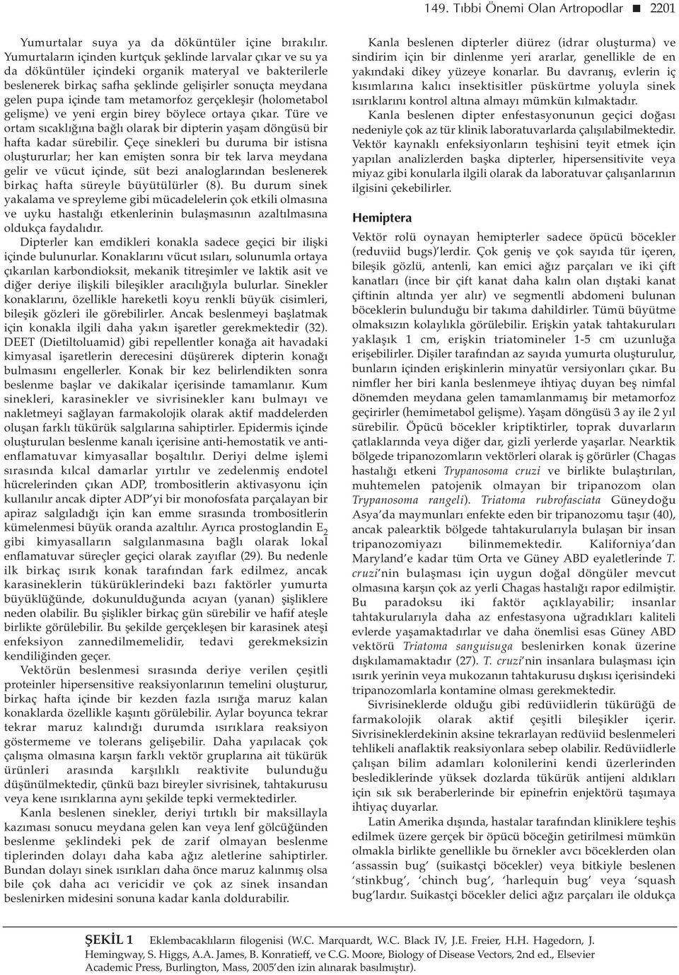 metamorfoz gerçekleşir (holometabol gelişme) ve yeni ergin birey böylece ortaya çıkar. Türe ve ortam sıcaklığına bağlı olarak bir dipterin yaşam döngüsü bir hafta kadar sürebilir.