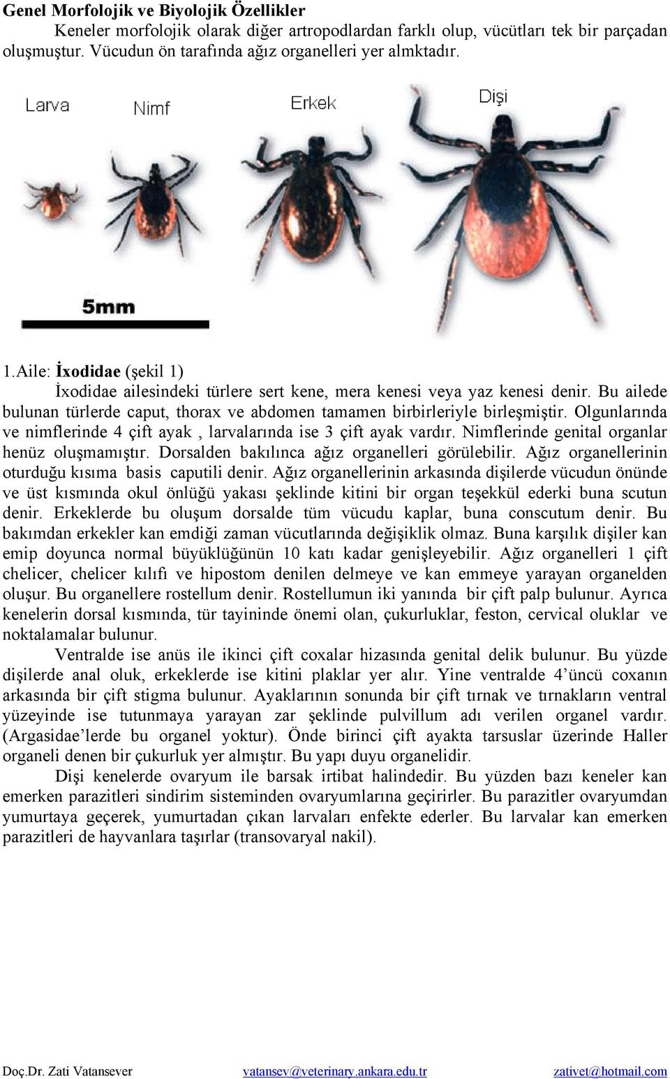 Olgunlarında ve nimflerinde 4 çift ayak, larvalarında ise 3 çift ayak vardır. Nimflerinde genital organlar henüz oluşmamıştır. Dorsalden bakılınca ağız organelleri görülebilir.