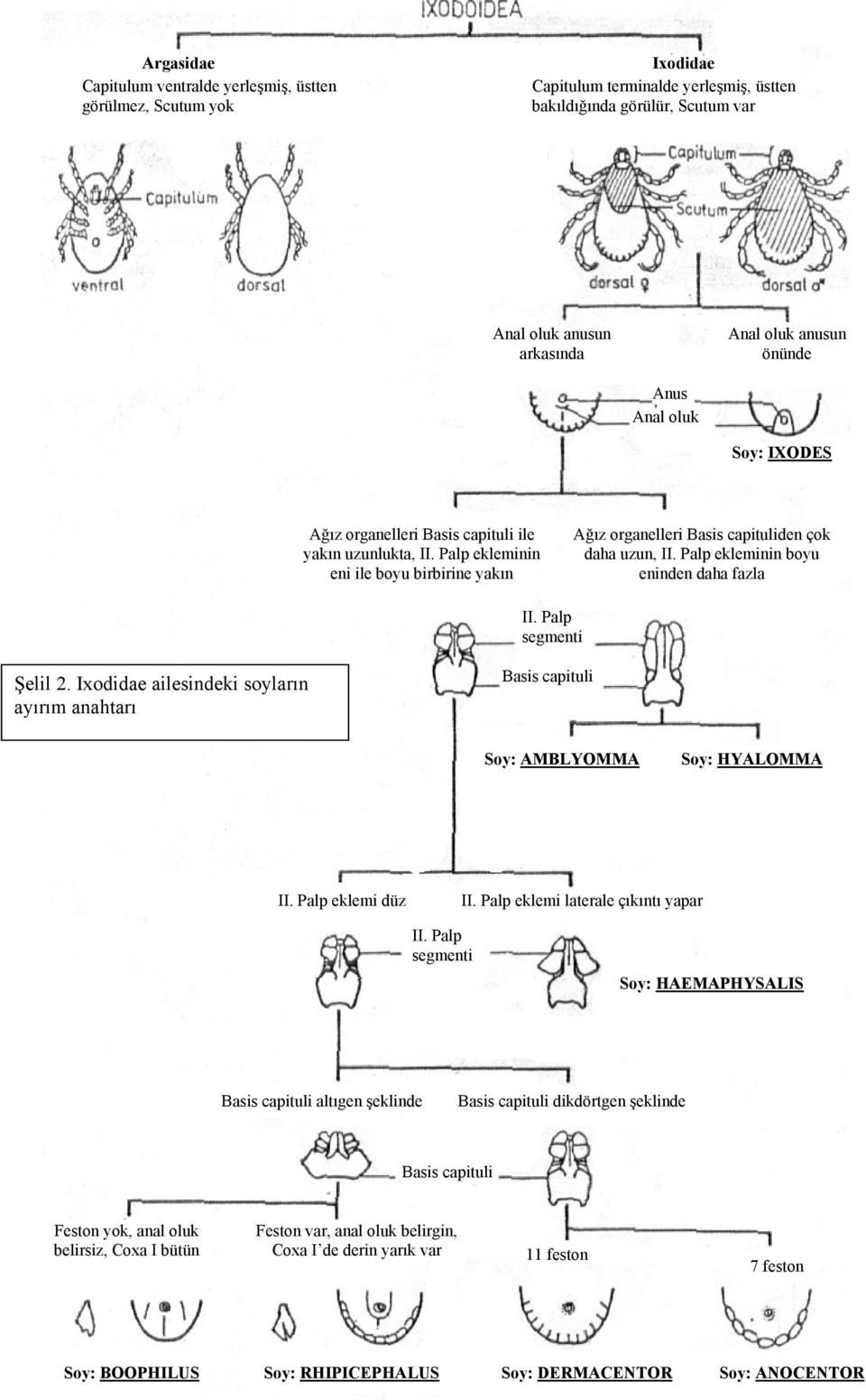 Palp ekleminin eni ile boyu birbirine yakın Ağız organelleri Basis capituliden çok daha uzun, II. Palp ekleminin boyu eninden daha fazla II. Palp segmenti Şelil 2.