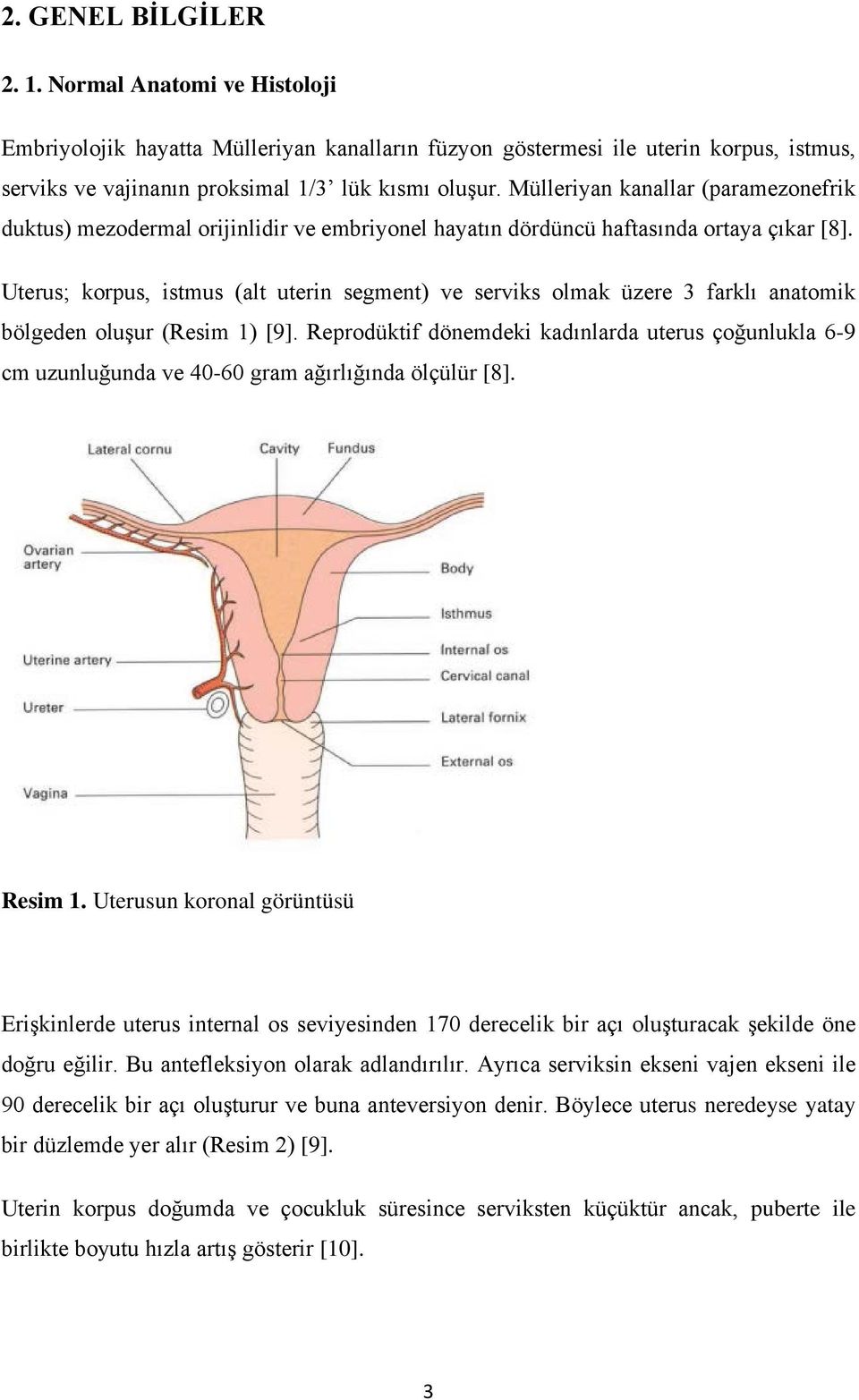 Uterus; korpus, istmus (alt uterin segment) ve serviks olmak üzere 3 farklı anatomik bölgeden oluşur (Resim 1) [9].