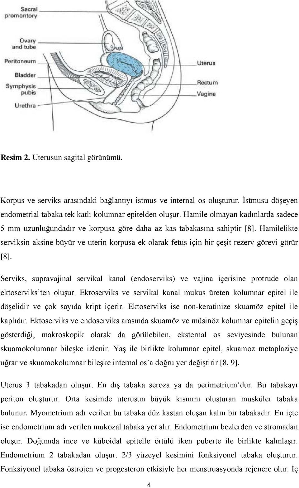 Hamilelikte serviksin aksine büyür ve uterin korpusa ek olarak fetus için bir çeşit rezerv görevi görür [8].