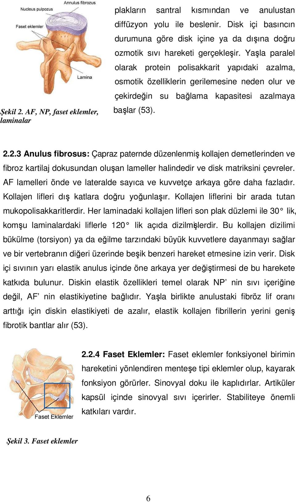 Yaşla paralel olarak protein polisakkarit yapıdaki azalma, osmotik özelliklerin gerilemesine neden olur ve çekirdeğin su bağlama kapasitesi azalmaya başlar (53). 2.